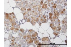 Immunoperoxidase of monoclonal antibody to CLEC2D on formalin-fixed paraffin-embedded human salivary gland. (CLEC2D antibody  (AA 1-154))