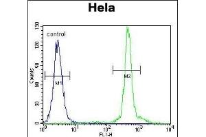 ASXL1 Antibody (Center) (ABIN655084 and ABIN2844718) flow cytometric analysis of Hela cells (right histogram) compared to a negative control cell (left histogram). (ASXL1 antibody  (AA 521-549))