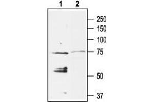 Western blot analysis of rat heart membranes: - 1. (KCNJ5 antibody  (Intracellular, N-Term))
