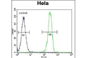 LGR5 (GPR49) Antibody (Center) f flow cytometric analysis of Hela cells (right histogram) compared to a negative control cell (left histogram). (LGR5 antibody  (AA 443-473))