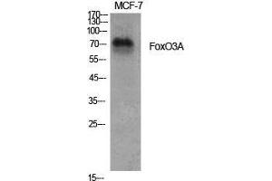Western Blot (WB) analysis of specific cells using FoxO3A Polyclonal Antibody. (FOXO3 antibody  (Ser385))