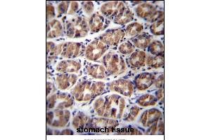 GA Antibody (C-term) (ABIN656756 and ABIN2845978) immunohistochemistry analysis in formalin fixed and paraffin embedded human stomach tissue followed by peroxidase conjugation of the secondary antibody and DAB staining. (GPM6A antibody  (C-Term))
