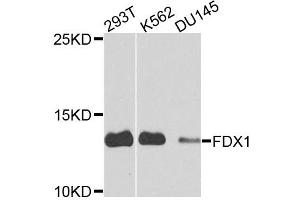 Western blot analysis of extracts of various cell lines, using FDX1 antibody. (Ferredoxin1 (FDX1) antibody)