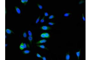 Immunofluorescent analysis of Hela cells using ABIN7164109 at dilution of 1:100 and Alexa Fluor 488-congugated AffiniPure Goat Anti-Rabbit IgG(H+L) (ARL6IP5 antibody  (AA 136-188))