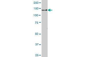 GOLGA2 MaxPab polyclonal antibody. (Golgin A2 (GOLGA2) (AA 1-345) antibody)