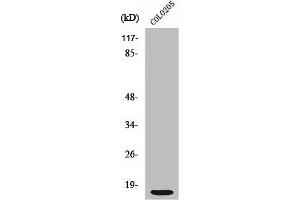 Western Blot analysis of COLO205 cells using Ribosomal Protein S12 Polyclonal Antibody (RPS12 antibody  (C-Term))