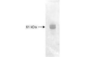 Both the antiserum and IgG fractions of anti-Carboxypeptidase Y are shown to detect under reducing conditions of SDS-PAGE the 61 KDa enzyme in cellular extracts. (CPY antibody)