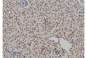 ABIN6276931 at 1/100 staining Rat kidney tissue by IHC-P. (POLR2I antibody  (Internal Region))