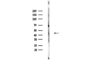 anti-Sphingosine-1-Phosphate Receptor 4 (S1PR4) (C-Term) antibody