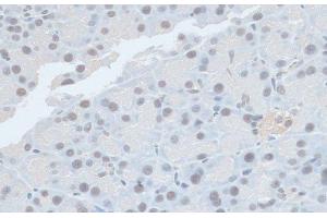 Immunohistochemistry of paraffin-embedded Rat pancreas using ZNF581 Polyclonal Antibody at dilution of 1:100 (40x lens). (ZNF581 antibody)