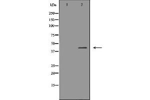Western blot analysis of extracts of mouse thymus tissue lysate, using SSTR2 antibody. (SSTR2 antibody  (C-Term))