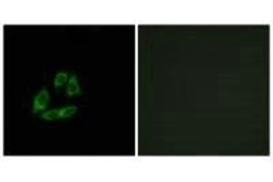 Immunofluorescence analysis of A549 cells, using ARFIP1 antibody. (ARFIP1 antibody)