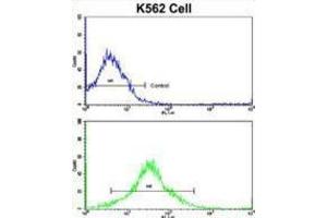 Flow Cytometry (FACS) image for anti-Matrix Metallopeptidase 19 (MMP19) antibody (ABIN3002548) (MMP19 antibody)