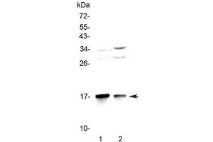 Western blot testing of 1) rat brain and 2) mouse brain lysate with LC3A antibody at 0.
