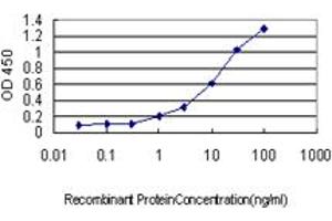 Detection limit for recombinant GST tagged CSE1L is approximately 0. (Exportin 2 antibody  (AA 872-971))