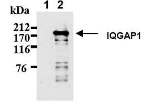 Western Blotting (WB) image for anti-IQ Motif Containing GTPase Activating Protein 1 (IQGAP1) antibody (ABIN487492) (IQGAP1 antibody)