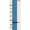 anti-BCL2-Associated Agonist of Cell Death (BAD) (AA 101-204) antibody