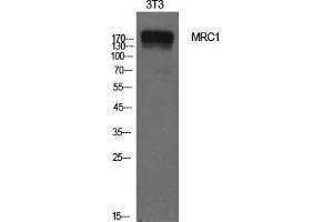 Western Blot (WB) analysis of NIH-3T3 cells using CD206 Polyclonal Antibody. (Macrophage Mannose Receptor 1 antibody  (Internal Region))