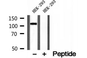 Western blot analysis of extracts of HEK-293 cells, using CYLD antibody. (CYLD antibody  (C-Term))