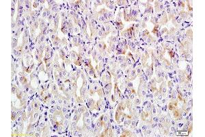 Formalin-fixed and paraffin embedded mouse stomach tissue labeled with Anti-CCL24 Polyclonal Antibody, Unconjugated at 1:200 followed by conjugation to the secondary antibody, (SP-0023), and DAB staining (CCL24 antibody  (AA 27-119))