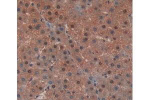 Used in DAB staining on fromalin fixed paraffin- embedded liver tissue (EDF1 antibody  (AA 2-148))