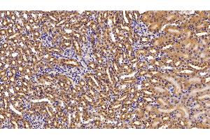 Detection of NME2 in Mouse Kidney Tissue using Polyclonal Antibody to Non Metastatic Cells 2, Protein NM23B Expressed In (NME2) (NME2 antibody  (AA 8-149))