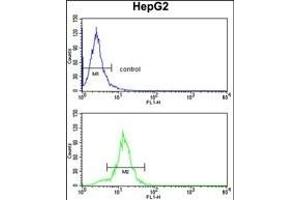 SLC38A3 Antibody (Center) (ABIN390795 and ABIN2841042) flow cytometry analysis of HepG2 cells (bottom histogram) compared to a negative control cell (top histogram). (SLC38A3 antibody  (AA 442-468))