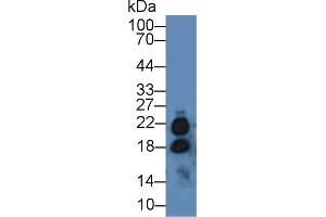 Western blot analysis of Mouse Testis lysate, using Human IL17 Antibody (2 µg/ml) and HRP-conjugated Goat Anti-Rabbit antibody (