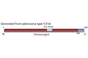 Image no. 2 for anti-Human Adenovirus type 5 E1A (HAdV-5 E1A) antibody (ABIN967414) (Human Adenovirus type 5 E1A (HAdV-5 E1A) antibody)