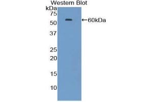 Western blot analysis of the recombinant protein. (HSP70 1A antibody  (AA 1-641))