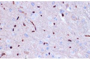 Immunohistochemistry of paraffin-embedded Mouse brain using PROK2 Polyclonal Antibody at dilution of 1:100 (40x lens). (PROK2 antibody)