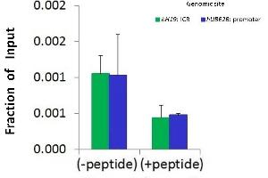 Chromatin Immunoprecipitation (ChIP) Using SMARCA1 antibody - N-terminal region  and HCT116 Cells (SMARCA1 antibody  (N-Term))