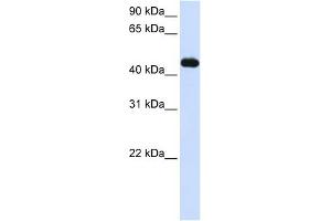 MKRN2 antibody used at 1 ug/ml to detect target protein. (MKRN2 antibody  (C-Term))