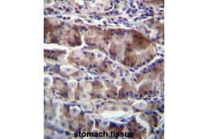 NRSN2 Antibody (C-term) immunohistochemistry analysis in formalin fixed and paraffin embedded human stomach tissue followed by peroxidase conjugation of the secondary antibody and DAB staining. (NRSN2 antibody  (C-Term))