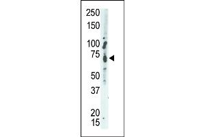 The anti-MEG2 Pab (ABIN392827 and ABIN2842255) is used in Western blot to detect MEG2 in A549 cell lysate. (PTPN9 antibody  (C-Term))