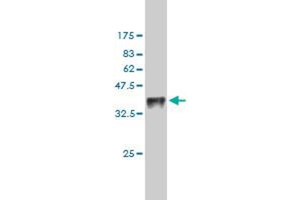 TESK1 antibody  (AA 266-365)