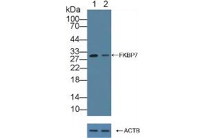 anti-FK506 Binding Protein 7 (FKBP7) (AA 24-217) antibody