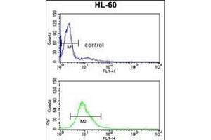 EXOSC8 Antibody (C-term) (ABIN389276 and ABIN2839406) flow cytometry analysis of HL-60 cells (bottom histogram) compared to a negative control cell (top histogram). (EXOSC8 antibody  (C-Term))