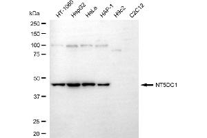 Western blotting analysis using NT5DC1 antibody (ABIN7797428).