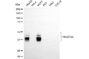 Western blotting analysis using TACSTD2 antibody (ABIN7800698). (Recombinant TACSTD2 antibody)