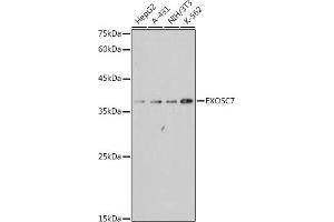 Western blot analysis of extracts of various cell lines, using EXOSC7 antibody (ABIN7267065) at 1:1000 dilution. (EXOSC7 antibody)