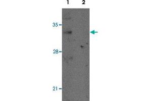 Western blot analysis of mouse lung tissue with REEP2 polyclonal antibody  at 1 ug/mL in (Lane 1) the absence and (Lane 2) the presence of blocking peptide.