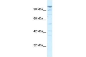 Western Blotting (WB) image for anti-La Ribonucleoprotein Domain Family, Member 1B (LARP1B) antibody (ABIN2460977) (LARP1B antibody)
