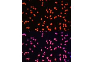 Immunofluorescence analysis of C6 cells using ZNF581 Polyclonal Antibody (ABIN6128960, ABIN6150520, ABIN6150521 and ABIN6217055) at dilution of 1:100 (40x lens). (ZNF581 antibody  (AA 1-90))