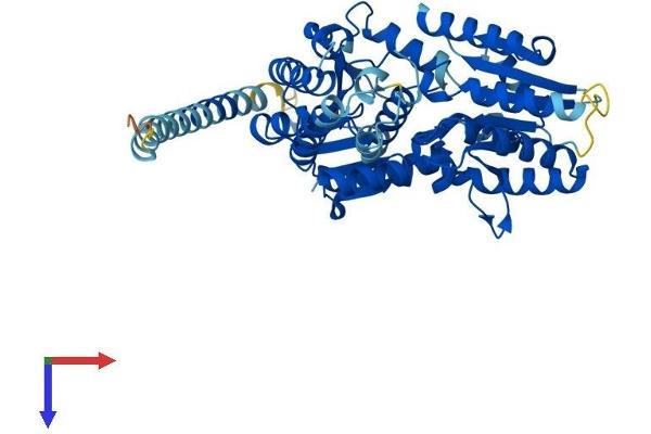ALG11 Protein (AA 1-492) (His tag)
