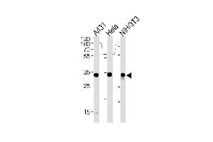 Western blot analysis in A431,Hela and mouse NIH/3T3 cell line lysates (35ug/lane).