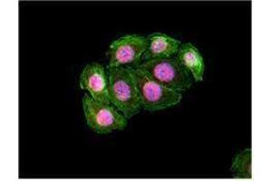 Immunofluorescence (IF) image for anti-Signal Transducer and Activator of Transcription 5A (STAT5A) antibody (ABIN2666295) (STAT5A antibody)