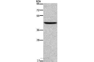 Western blot analysis of NIH/3T3 cell, using TFDP1 Polyclonal Antibody at dilution of 1:650 (DP1 antibody)