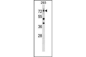 Western blot analysis of DEAF1 Antibody (C-term) in 293 cell line lysates (35ug/lane). (DEAF1 antibody  (C-Term))