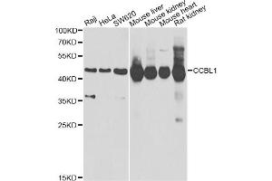 Western blot analysis of extracts of various cell lines, using CCBL1 Antibody (ABIN2561630) at 1:1000 dilution. (CCBL1 antibody)